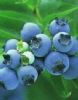 Blueberry Anthocyanin 
